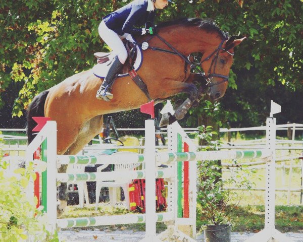 jumper Cocojambo (Westphalian, 2010, from Comme il Faut)