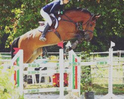 jumper Cocojambo (Westphalian, 2010, from Comme il Faut)