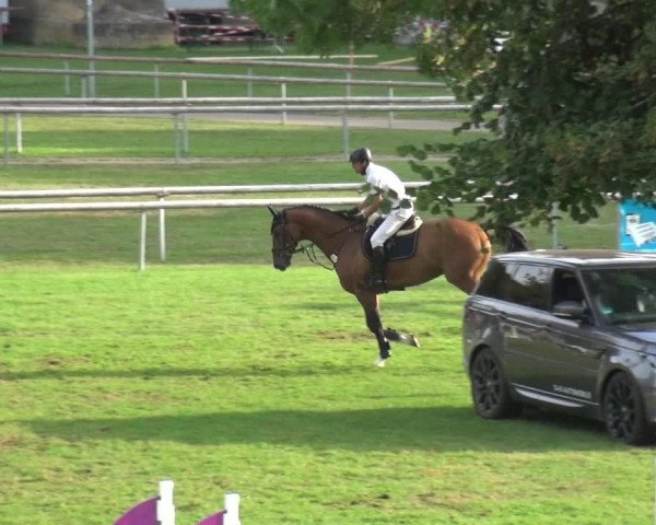 Reitturnier Bietigheim-Bissingen 2019