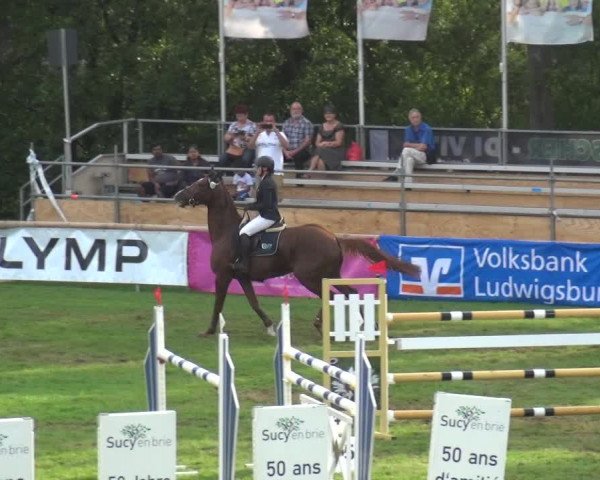 Reitturnier Bietigheim-Bissingen 2019