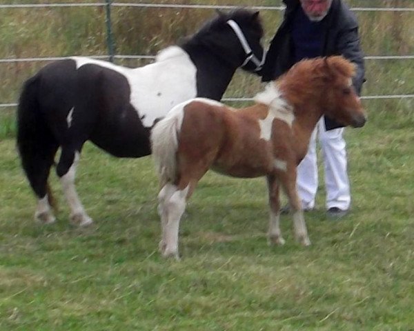 horse Isarons Noisetta (Shetland Pony, 2016, from Eclipse van d'Eul)