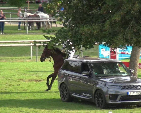 Reitturnier Bietigheim-Bissingen 2019