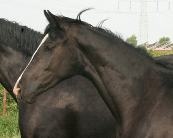 Dressurpferd Karla VR (Hannoveraner, 2009, von Karolinger TSF)