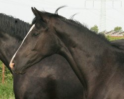 Dressurpferd Karla VR (Hannoveraner, 2009, von Karolinger TSF)