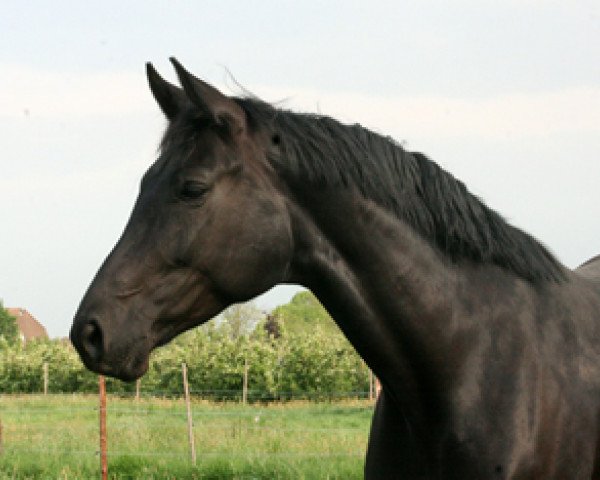 Zuchtstute Feodora (Hannoveraner, 2005, von Fürst Heinrich)
