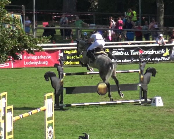 Reitturnier Bietigheim-Bissingen 2019