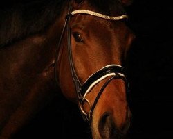 dressage horse Willy Wonka 12 (Hanoverian, 2010, from Weltruhm)