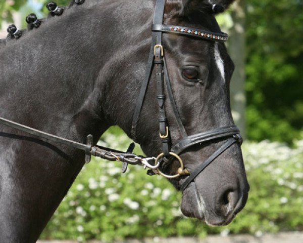 broodmare Ladinja (German Riding Pony, 2007, from Heidbergs Nancho Nova)