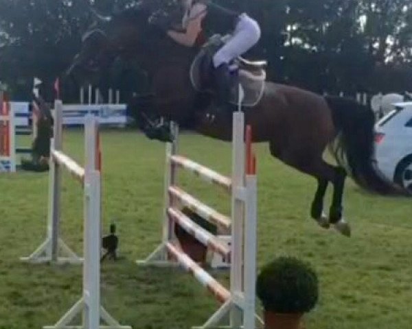 jumper Rubina 380 (German Riding Pony, 2006, from Mentos) jumper Rubina 380 (German Riding Pony, 2006, from Mentos)