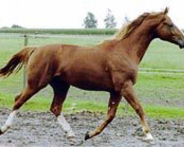 dressage horse De Nicola (Hanoverian, 1999, from De Niro)