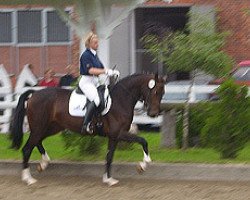 dressage horse Flavia L (Hanoverian, 2005, from Florencio I)