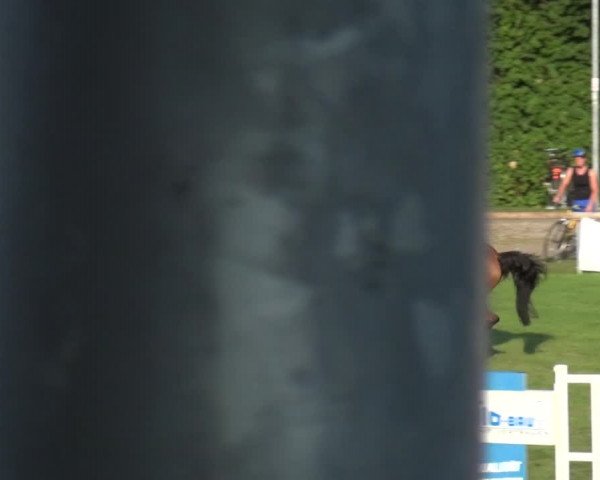 Reitturnier Bietigheim-Bissingen 2019
