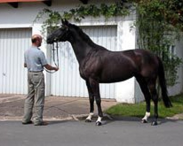 Zuchtstute Leona L (Hannoveraner, 2003, von Latimer)