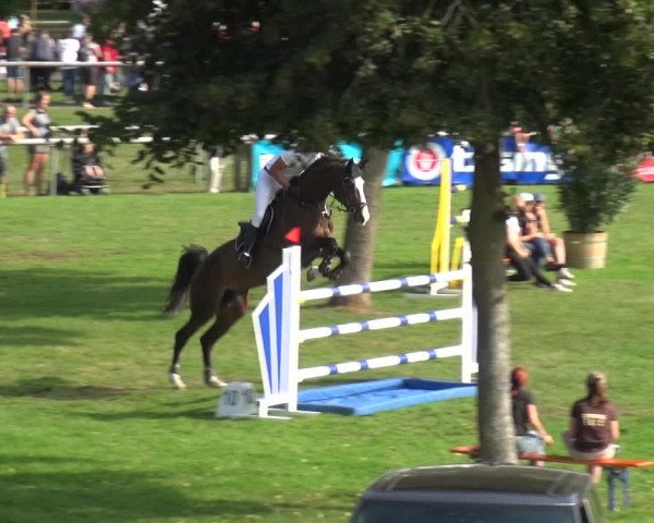 Reitturnier Bietigheim-Bissingen 2019