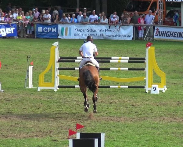 Reitturnier Bietigheim-Bissingen 2019