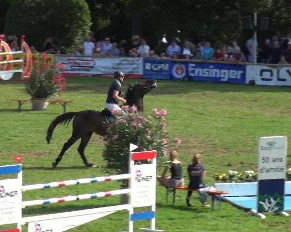 Reitturnier Bietigheim-Bissingen 2019