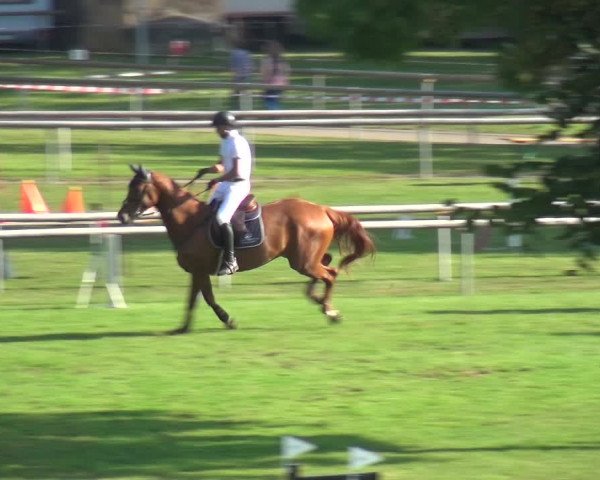 Reitturnier Bietigheim-Bissingen 2019