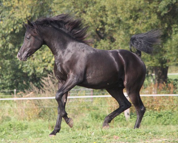 stallion Bizan (Arabian purebred, 2015, from Black Diamond ox)