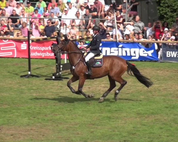 Reitturnier Bietigheim-Bissingen 2019