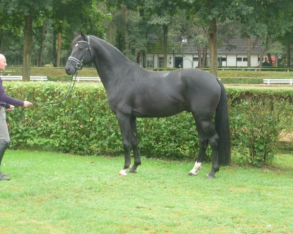 horse Hengst von St. Moritz Junior (Hanoverian, 2012, from St. Moritz Junior)