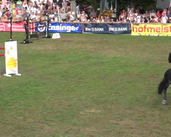 Reitturnier Bietigheim-Bissingen 2019