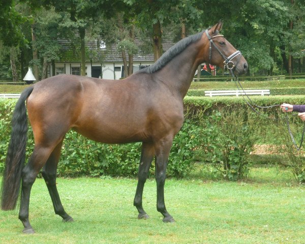horse Stute von Heinrich Heine (Hanoverian, 2013, from Heinrich Heine)