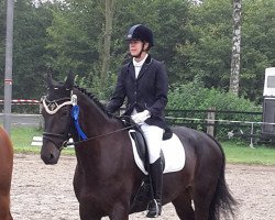 dressage horse Hi Life (Hanoverian, 2008, from Hofrat)