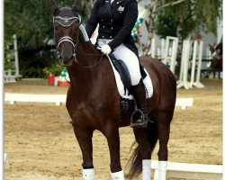 dressage horse Belmondo P.h. (Rhinelander, 2005, from Belissimo NRW)