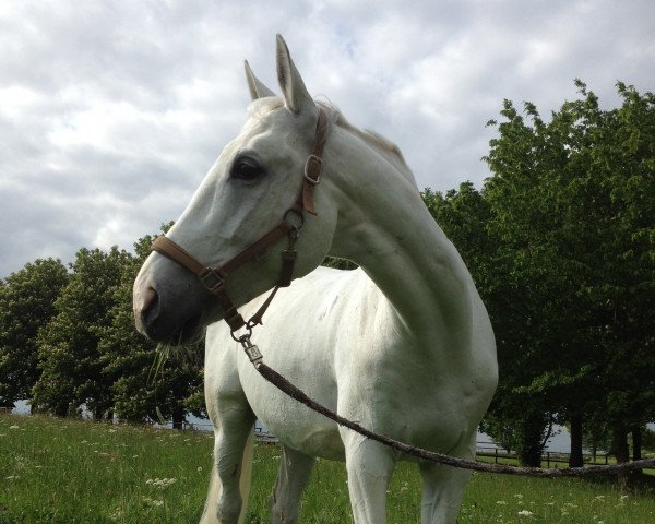 jumper Adriano Fler (Czech Warmblood, 1999)