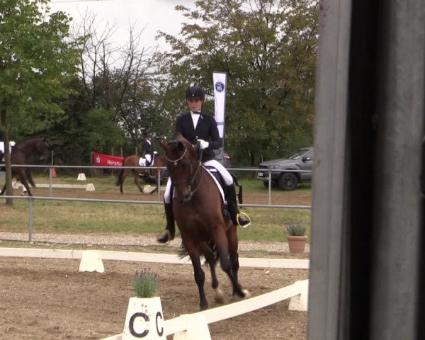 Reitturnier Heinsberg 2019