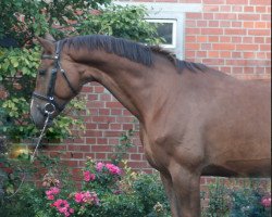 jumper Doctor Strange 2 (Hanoverian, 2009, from Royal Blend)