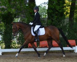 dressage horse Buckow's Boy (Westphalian, 2011, from Basic)