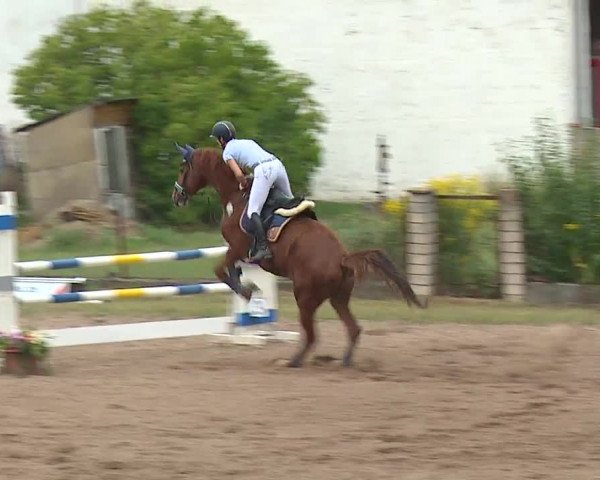 Reitturnier Demantsfürth/Mfr. 2019