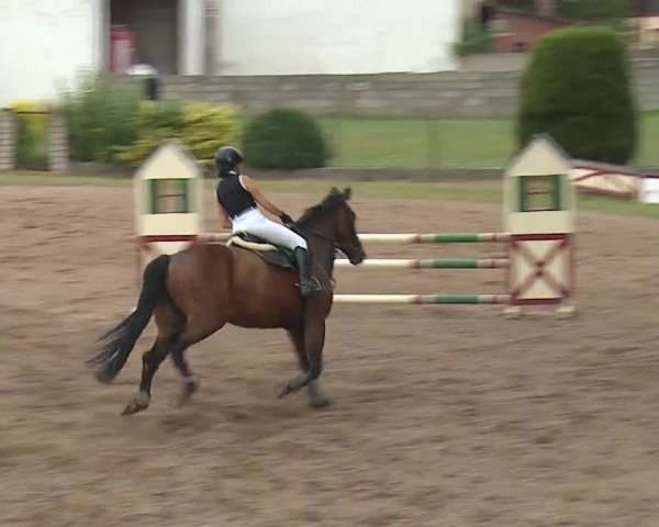 Reitturnier Demantsfürth/Mfr. 2019