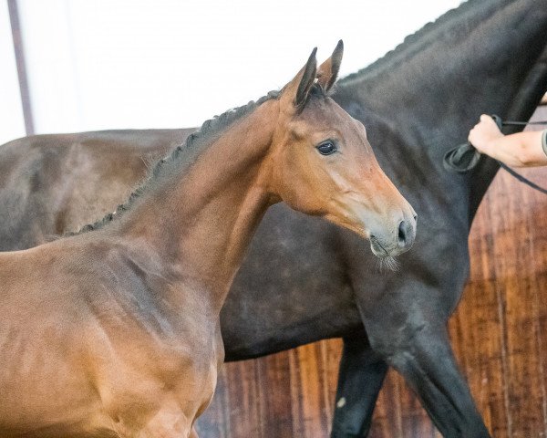 horse California (Hanoverian, 2016, from Conteur)