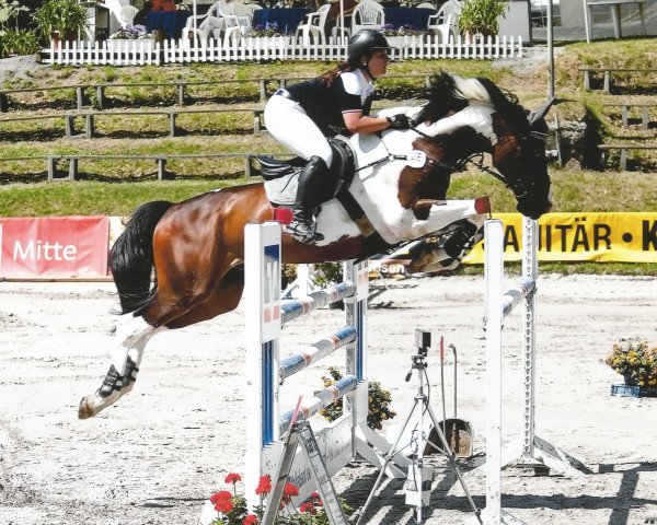 jumper Skuby Doo (German Warmblood, 2002, from Showtime)