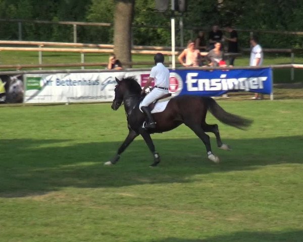 Reitturnier Bietigheim-Bissingen 2019