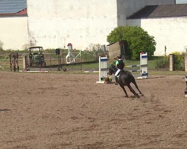 Reitturnier Demantsfürth/Mfr. 2019