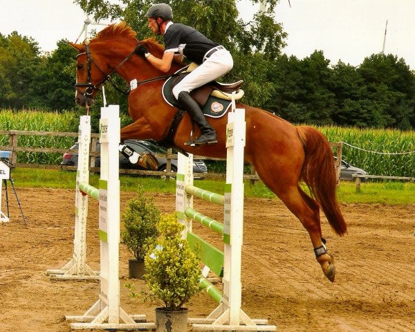 jumper Valerio 14 (Hanoverian, 2008, from Valentino)