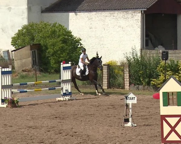 Reitturnier Demantsfürth/Mfr. 2019