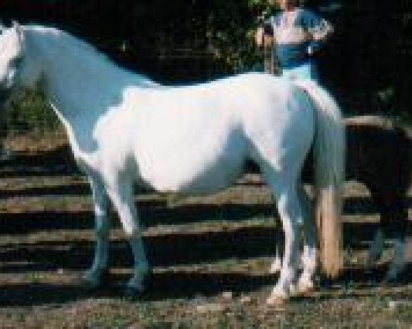 Zuchtstute Pendock Lilac Time (Welsh Mountain Pony (Sek.A), 1967, von Twyford Juggler)