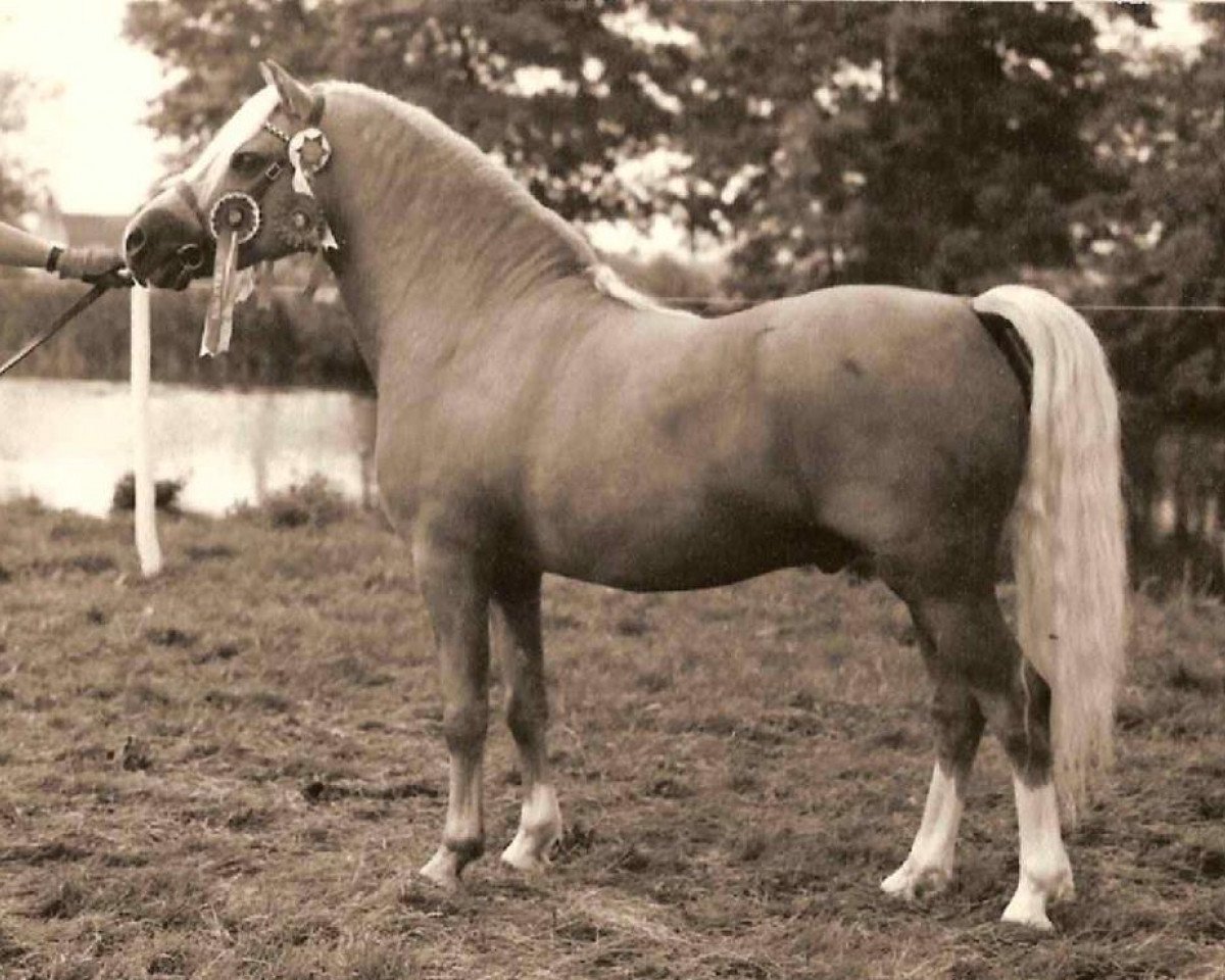 stallion Revel Saled (Welsh mountain pony (SEK.A), 1970, from Coed Coch Saled)