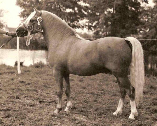 stallion Revel Saled (Welsh mountain pony (SEK.A), 1970, from Coed Coch Saled)