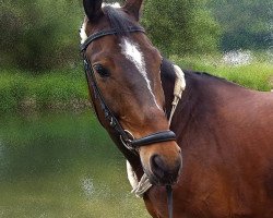 dressage horse Power 67 (Oldenburg, 2001, from Placido)