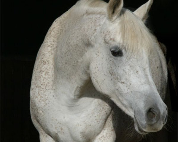 broodmare Mouhannas Merlina Monisa (Arabian purebred, 1999, from Maysoun 1985 ox)