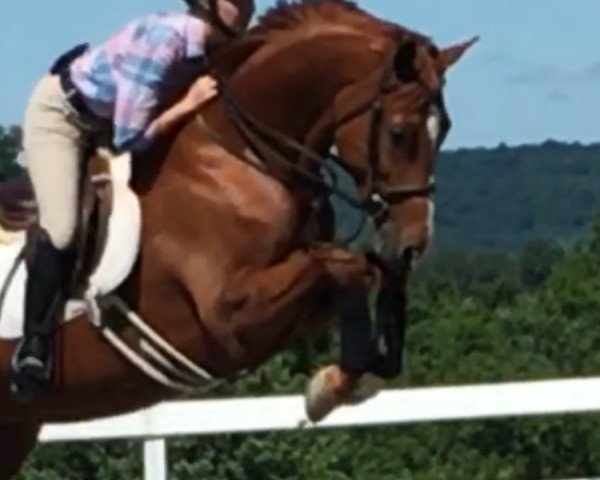 eventing horse Solayka (Westphalian, 2010, from Watermill Scandic)
