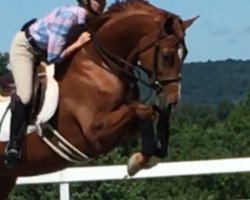 eventing horse Solayka (Westphalian, 2010, from Watermill Scandic)