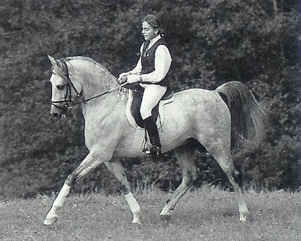 stallion Shaglavy (Shagya Arabian, 1981, from Shagya XXXIX-11)