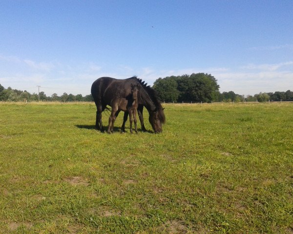 Pferd Pamina (Welsh Partbred, 2016, von Black Edition R)