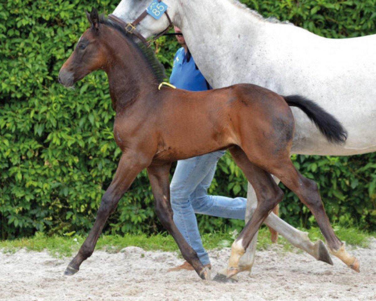 horse Dynamo van Broekhoven WF Z (Zangersheide riding horse, 2016, from De Flor 111 Z)
